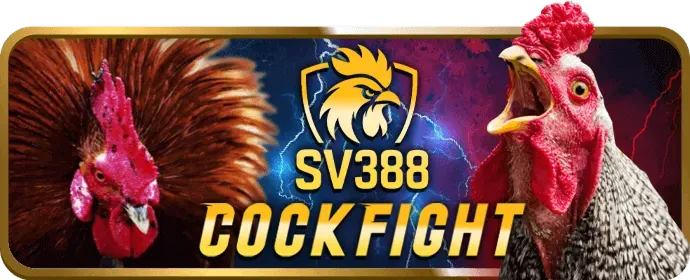 Đá gà cựa sắt vin55 nhà cái